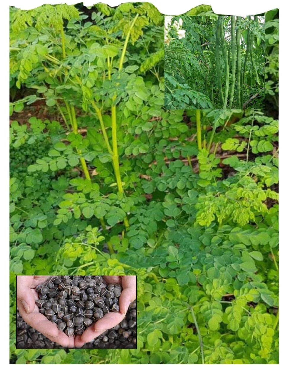 Organic Moringa Seeds - 100+ Count, Malunggay Variety, Moringa oleifera, Non-GMO, Fast-Growing Tree for Home Gardening