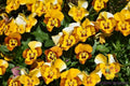 Corina Honeybee Pansy Seeds - Viola x wittrockiana Flower Seeds, 200+ Pack, Garden Border & Container, Attract Pollinators, USA Grown