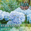 Frostbite Hydrangea Seeds - Non-GMO Flower Seeds for Blue & Pink Blooms - Hydrangea macrophylla - 85 or 250 Pack