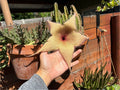 Giant Starfish Flower Plant - Live Rooted Stapelia gigantea - Unique Carrion Flower for Indoor & Outdoor Gardens