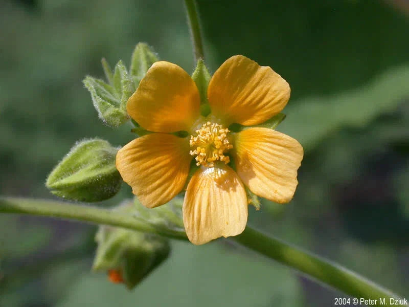 Velvetleaf Seeds Pack - Abutilon theophrasti - Ornamental Flower Seeds for Garden, Container & Indoor Planting