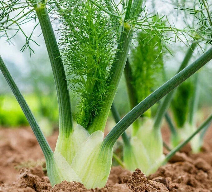 Florence Fennel Seeds - 200+ Herb Garden Culinary Seeds for Cooking, Attracts Bees & Butterflies, Foeniculum vulgare