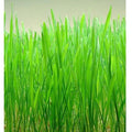 Cat Grass Seeds - Organic Red Wheat Triticum aestivum for Indoor Cats - Heirloom Non-GMO Seed Pack
