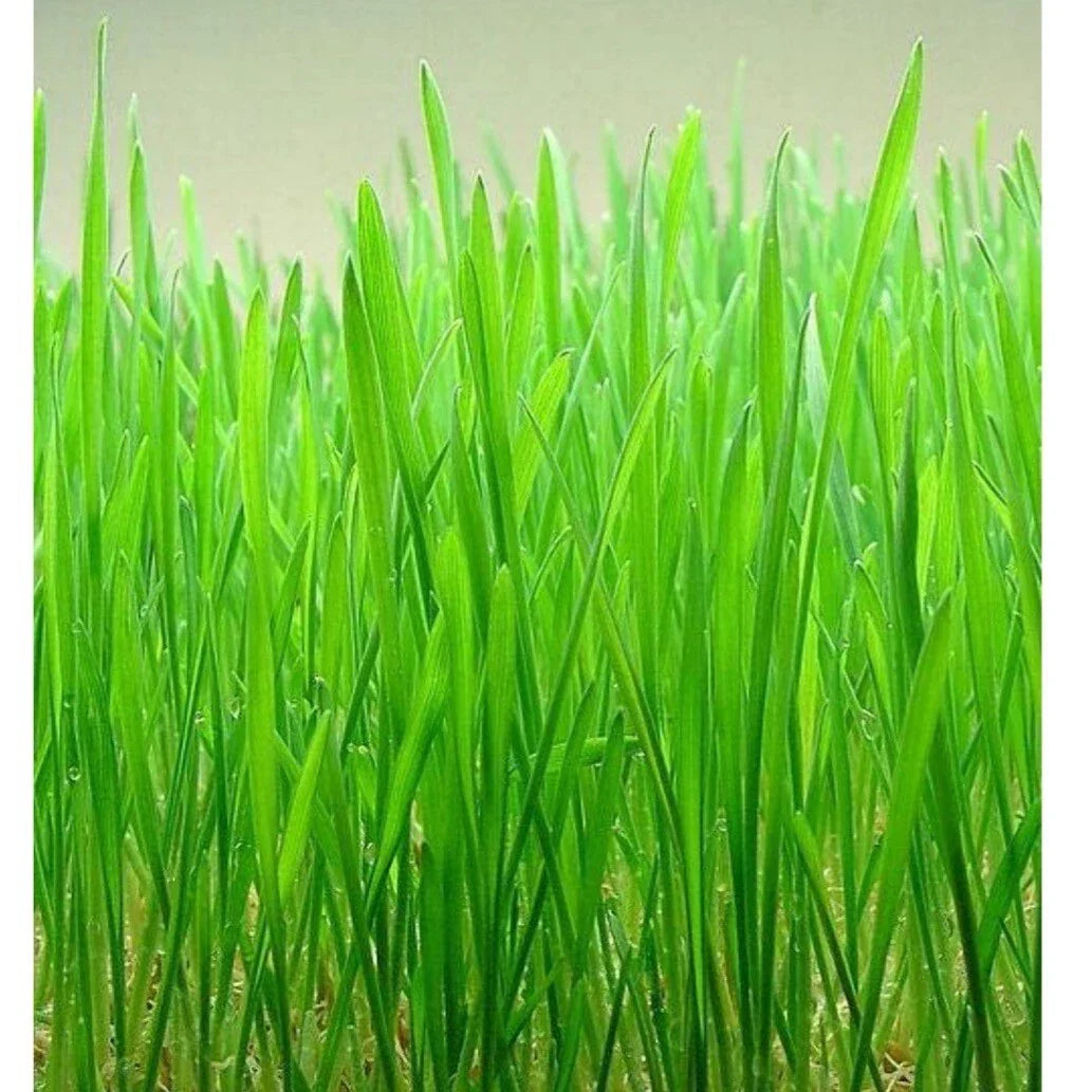 Cat Grass Seeds - Organic Red Wheat Triticum aestivum for Indoor Cats - Heirloom Non-GMO Seed Pack