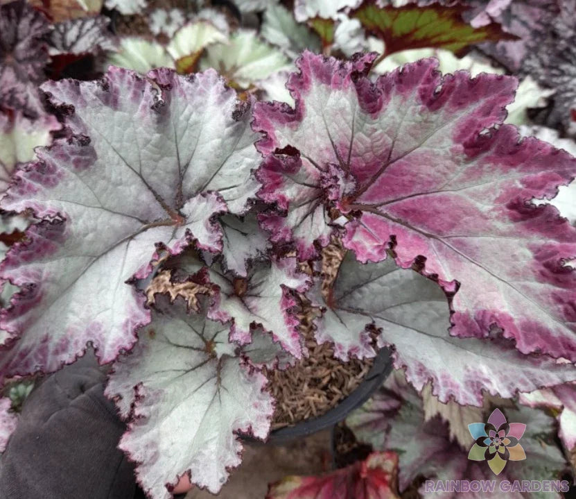 Satin Jazz Begonia Seeds - 25+ Pack for Garden Planting - Vibrant Foliage - Begonia rex - Indoor & Outdoor Gardening