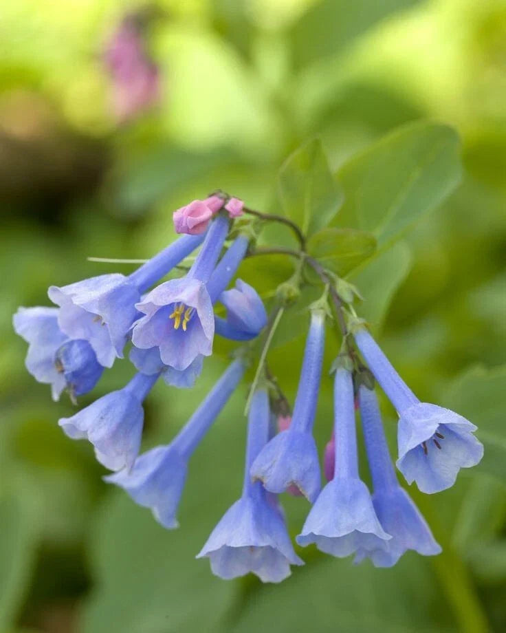 Blue Bells Bulbs Bare-Root Mertensia Virginica Perennial Flowering Plant for Shade Gardens