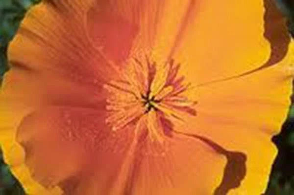 California Poppy Seeds 500 Bright Orange Flowers Eschscholzia californica