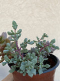 Live Rooted Succulent Pink Ice Plant in 2" Pot - Drought-Tolerant Delosperma cooperi, Indoor Outdoor Low Maintenance Houseplant