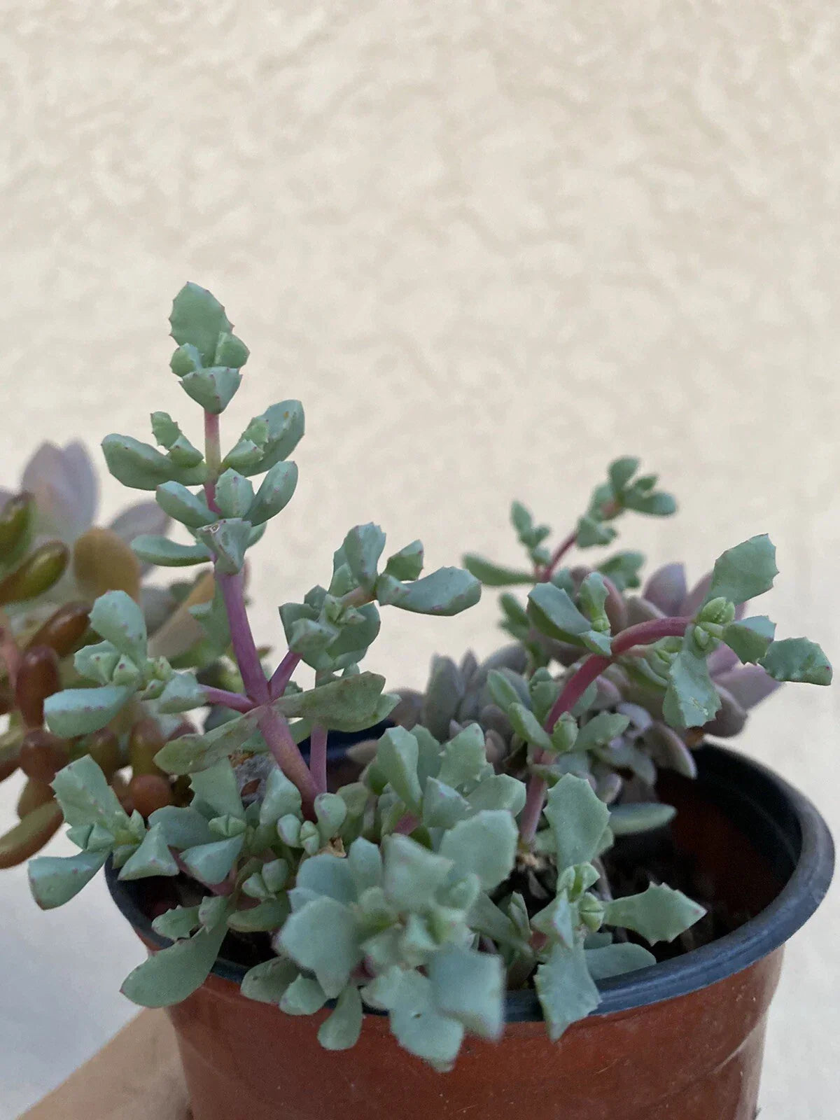 Live Rooted Succulent Pink Ice Plant in 2" Pot - Drought-Tolerant Delosperma cooperi, Indoor Outdoor Low Maintenance Houseplant