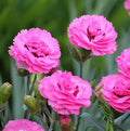 Dianthus Firefly Plug Plant – Well-Rooted Magenta-Red Perennial Garden Flower – Dianthus ‘Firefly’