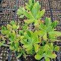 Sedum Praealtum Live Plant - Green Apple Snap Succulent - 6 Inches Bare Root - Drought-Tolerant Indoor Outdoor Garden Plant