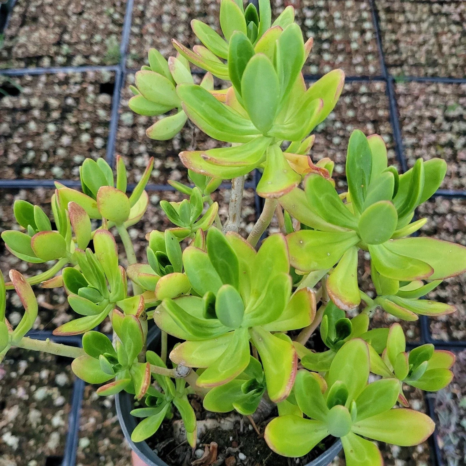 Sedum Praealtum Live Plant - Green Apple Snap Succulent - 6 Inches Bare Root - Drought-Tolerant Indoor Outdoor Garden Plant