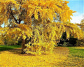 Ginkgo Biloba Seeds - Fresh Maidenhair Tree Seeds for Landscaping or Bonsai - Ginkgo biloba