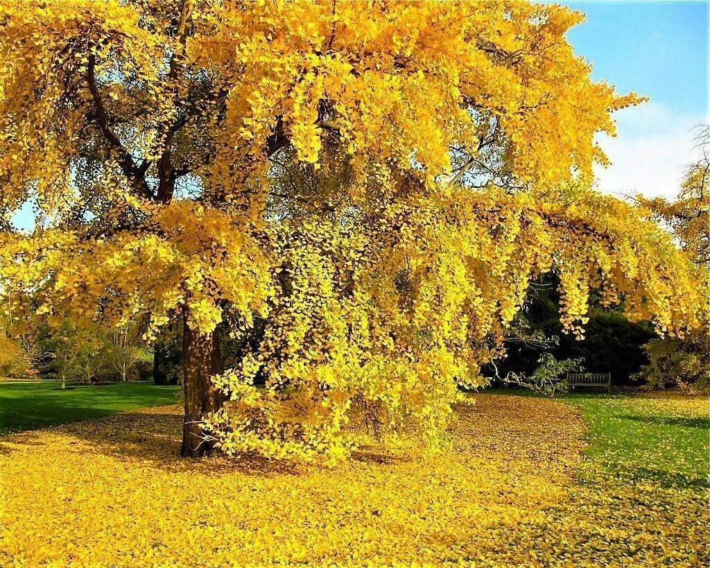 Ginkgo Biloba Seeds - Fresh Maidenhair Tree Seeds for Landscaping or Bonsai - Ginkgo biloba