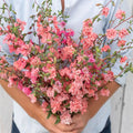 Clarkia Mountain Garland Seeds Salmon Color 100 Count Godetia for Spring & Winter Sowing, Easy to Grow Flower Seeds