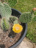 Cold Hardy Opuntia Cactus Cuttings - Drought-Tolerant Succulent for Gardens & Pots - Live Prickly Pear Plant