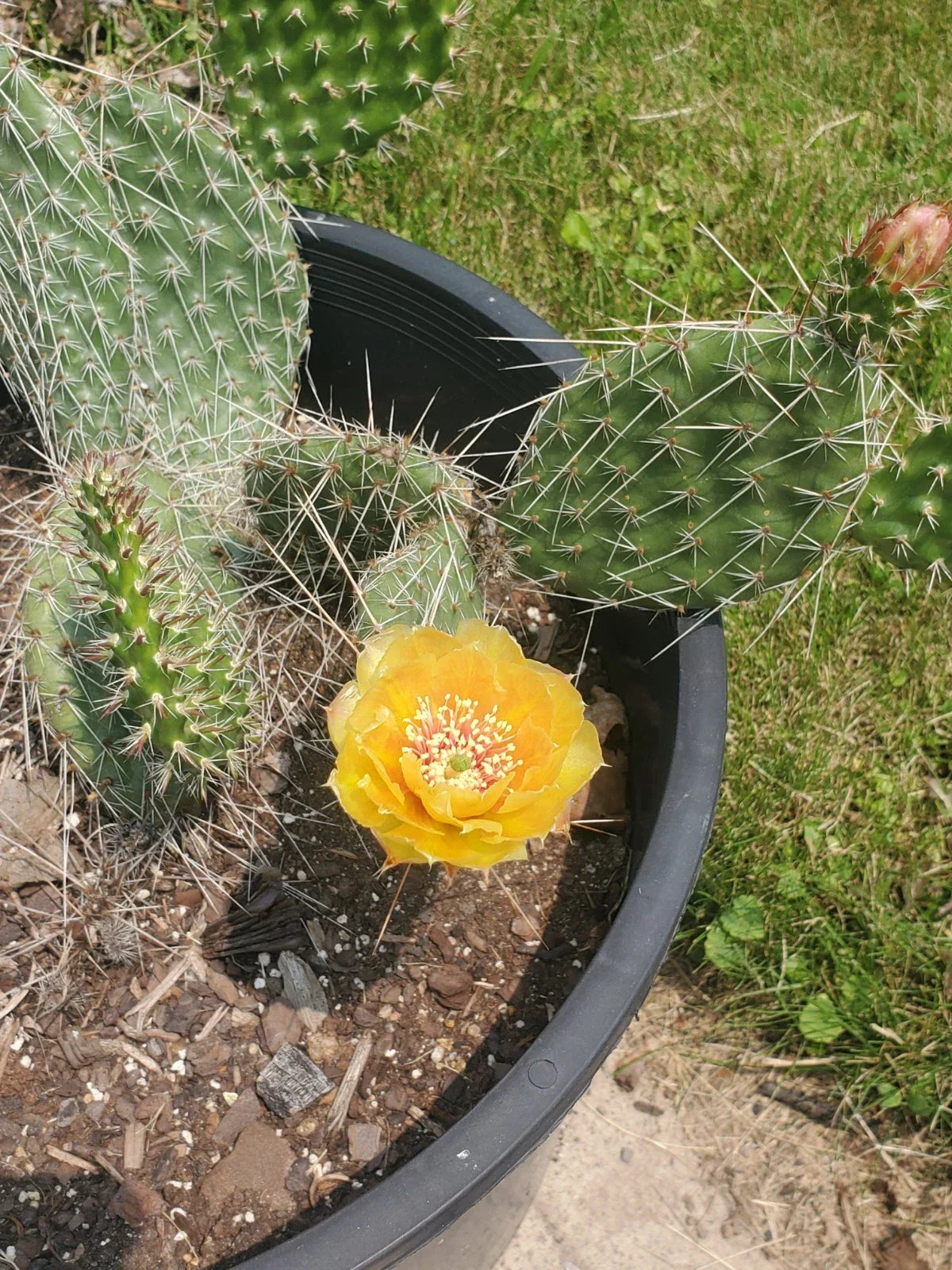Cold Hardy Opuntia Cactus Cuttings - Drought-Tolerant Succulent for Gardens & Pots - Live Prickly Pear Plant