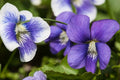 Wild Violet Live Plants 20+ with Roots, Viola sororia, Ground Cover, Purple Flowers, Perennial Garden Flora