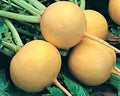 Golden Ball Turnip Seeds - Non-GMO Brassica rapa, Pack of 500+ for Home Gardening, Easy to Grow, Sweet Flavor