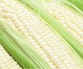 Sweet Corn Seeds - Illusion Variety, Non-GMO Zea mays, Fresh, Heirloom, Summer Crop, Garden, Pack of 50
