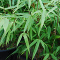 Bamboo Seeds 50 Sunset Glow Clumping Privacy Plant for Garden, Shade Screen, Bambusa spp.