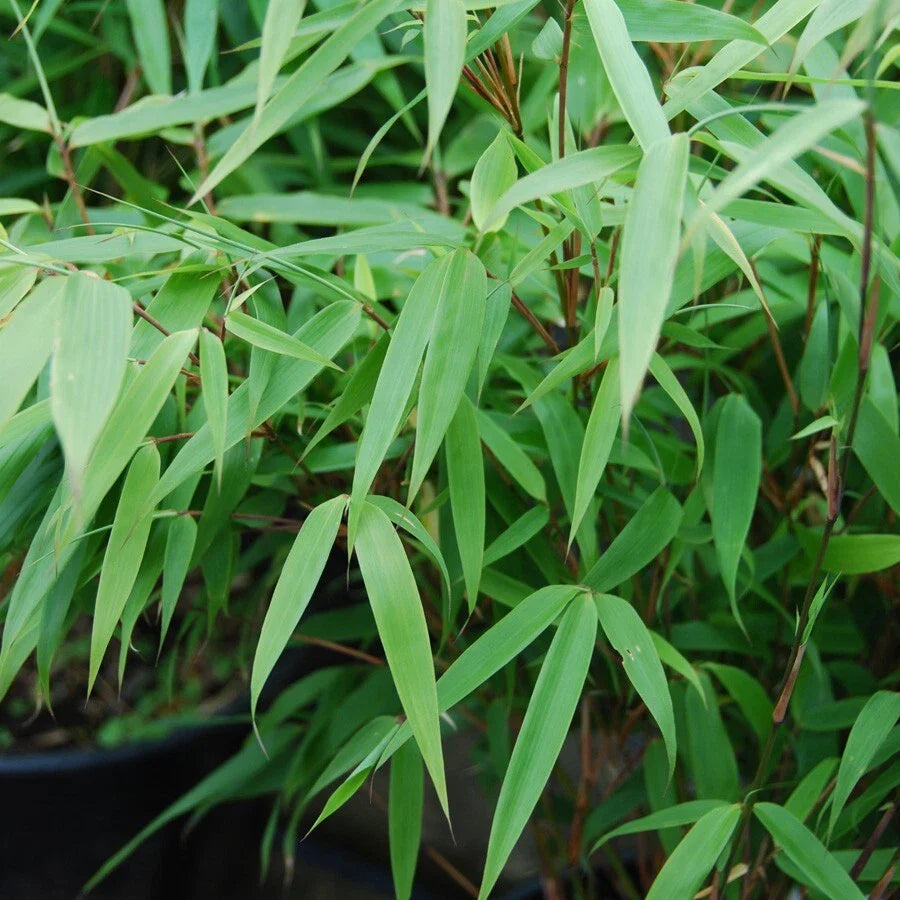 Bamboo Seeds 50 Sunset Glow Clumping Privacy Plant for Garden, Shade Screen, Bambusa spp.