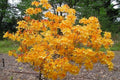 Aromi Azalea Starter Plant - FANTASTIQUE Rhododendron Deciduous Small Dormant Shrub