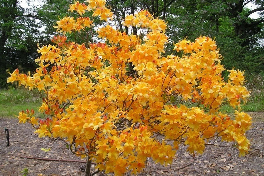 Aromi Azalea Starter Plant - FANTASTIQUE Rhododendron Deciduous Small Dormant Shrub
