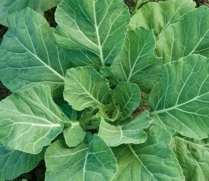 Collard Greens Seeds 300+ Heirloom Brassica oleracea var. acephala Garden Vegetable for Cooking