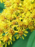 Goldenrod Seeds - Organic Solidago canadensis - 300+ Premium Wildflower Seeds for Pollinators & Medicinal Gardens