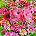 Wildflower Seed Mix - 200+ Seeds - Pink Passion Blend - All Pink Flowers - Various Species for Pollinators