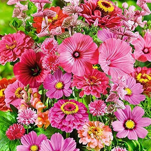Wildflower Seed Mix - 200+ Seeds - Pink Passion Blend - All Pink Flowers - Various Species for Pollinators
