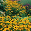 Black Eyed Susan Seeds - 500 Non-GMO Rudbeckia hirta Perennial Wildflower for Gardens, Borders & Meadows