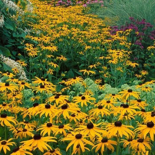 Black Eyed Susan Seeds - 500 Non-GMO Rudbeckia hirta Perennial Wildflower for Gardens, Borders & Meadows