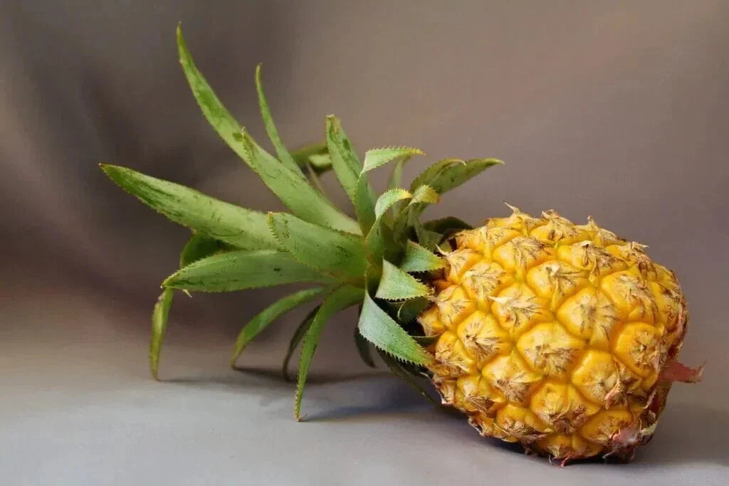 Maipure Pineapple Seeds 15+ Count Ananas comosus Tropical Fruit Garden Planting Non-GMO
