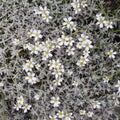 Snow In Summer Seeds 300+ Cerastium tomentosum Groundcover Perennial for Gardens, Drought-Tolerant, White Flowers, Fast-Growing