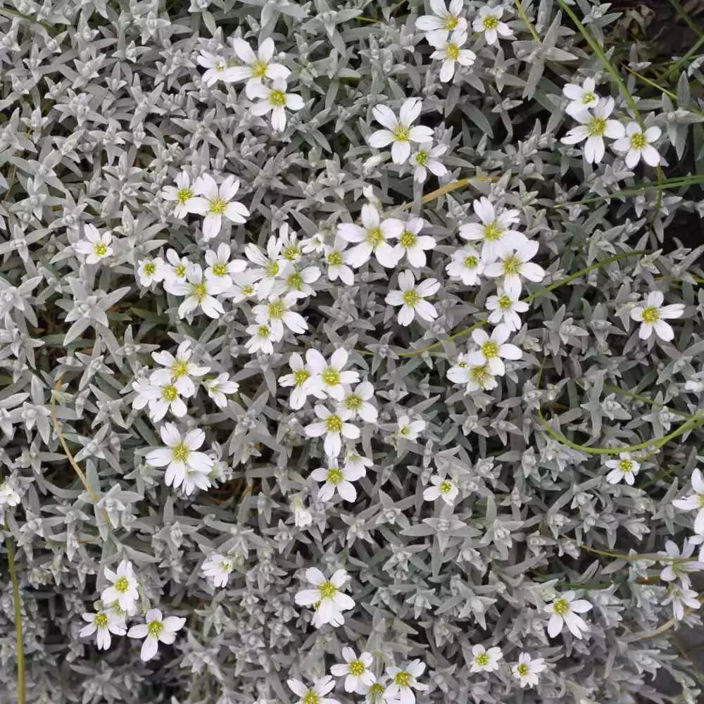 Snow In Summer Seeds 300+ Cerastium tomentosum Groundcover Perennial for Gardens, Drought-Tolerant, White Flowers, Fast-Growing