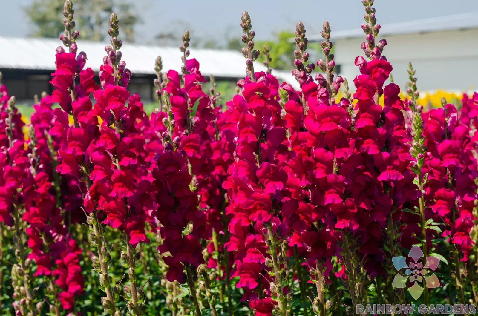 Potomac Red Snapdragon Seeds - 1000+ Antirrhinum majus Garden Planting for Borders & Containers