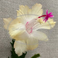 Thanksgiving/Christmas Cactus Cuttings - Schlumbergera "CHELSEA" - Propagation Plant for Indoor & Outdoor Decor