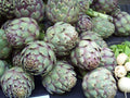 Green Globe Artichoke Seeds - Heirloom Non-GMO Cynara scolymus - 40 Pack for Gardening, Container & In-ground Planting