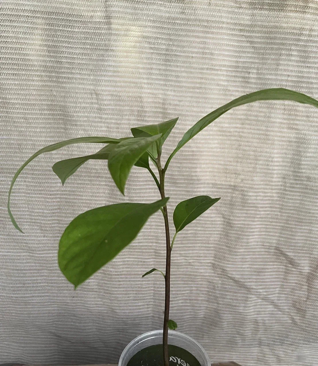 Avocado Tree Live Plant in Pot – Persea americana – Indoor/Outdoor Garden Essential – 12-inch Green Foliage