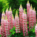 Russell Lupine Seeds CHATELAINE Apricot Perennial Flower Attracts Hummingbirds Non-GMO USA