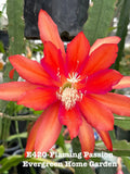 Epiphyllum Orchid Cactus Plant - 4” Rooted Pot - Flaming Passion - Epiphyllum oxypetalum Indoor Outdoor