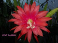 Epiphyllum Orchid Cactus Cutting Camillo Schneider - Rare Indoor Succulent Plant