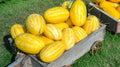 Gold In Gold Hybrid Watermelon Seeds - 50+ Pack, Citrullus lanatus, Sweet Juicy Fruit, USA Grown, Non-GMO, Full Sun Planting