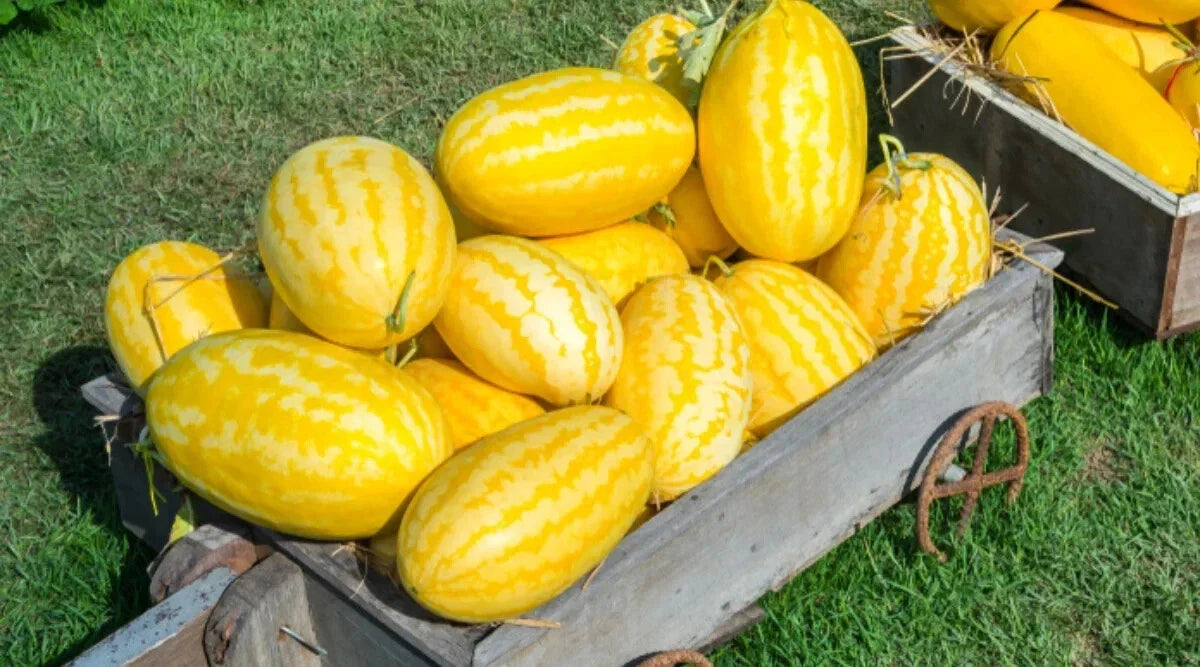 Gold In Gold Hybrid Watermelon Seeds - 50+ Pack, Citrullus lanatus, Sweet Juicy Fruit, USA Grown, Non-GMO, Full Sun Planting
