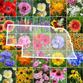 Nebraska State Flower Wildflower Seed Mix - Perennials & Annuals - Non-GMO - 1000 Seeds for Native Garden and Pollinator Attracting