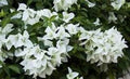 Bougainvillea Starter Plug Plant - Ms. Alice Variety - Well Rooted Bare Root Bougainvillea spectabilis