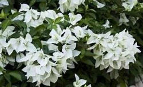 Bougainvillea Starter Plug Plant - Ms. Alice Variety - Well Rooted Bare Root Bougainvillea spectabilis