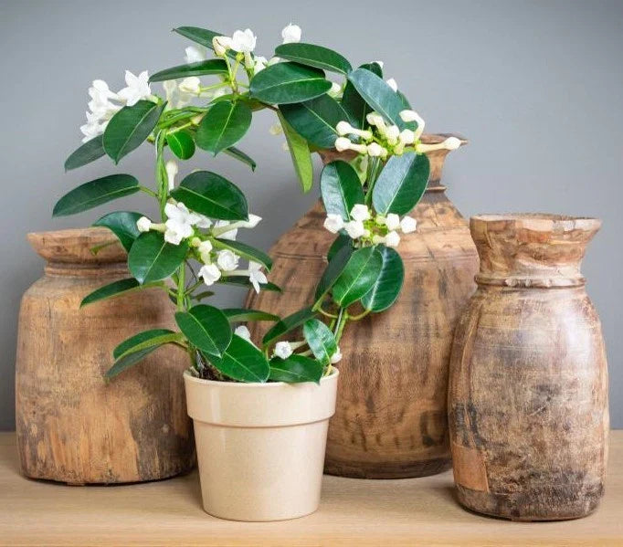 Madagascar Jasmine Starter Plant - Small Green Leaf Stephanotis floribunda - Fragrant Indoor Climbing Vine